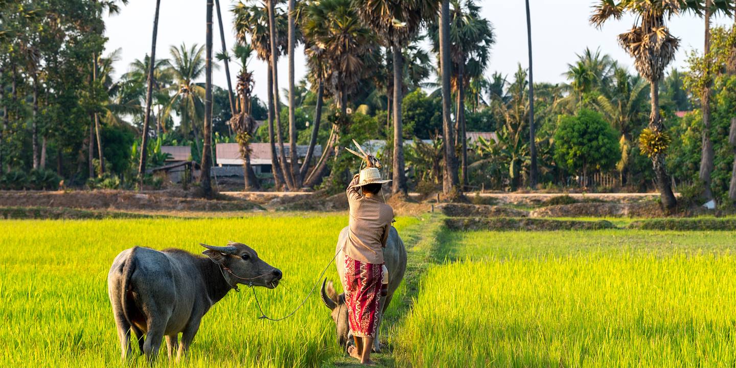 Rizière cambodgienne